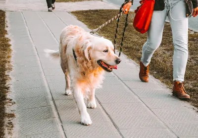 Dog walking on leash with owner